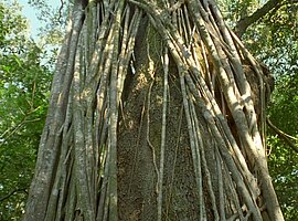 Würgfeigen an einem Baum