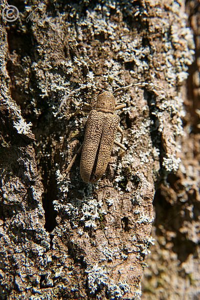 Großer Pappelbock (Saperda carcharias) sitzt an einem Pappelstamm