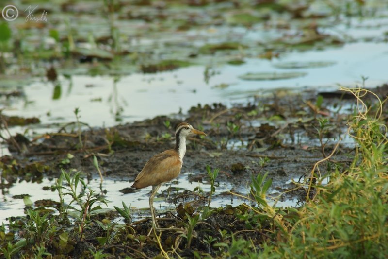 juveniles Wattled Jacana (Jacana jacana) steht im Sumpf