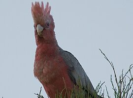 Galah (Eolophus roseicapilla roseicapilla) sitzt auf dem Wipfel einer Kasuarine