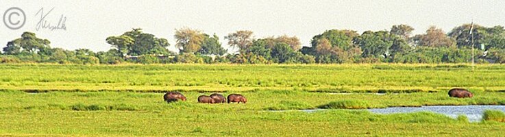 Blick über das Sumpfgebiet des Chobe River mit Flußpferden (Hippopotamus amphibius)