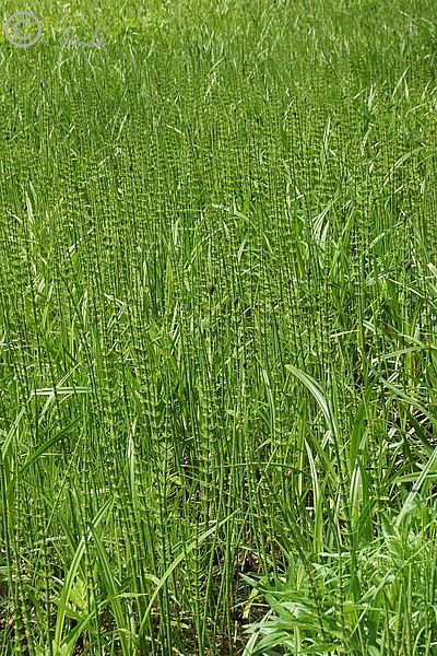 Bestand von Teich-Schachtelhalm (Equisetum fluviatile) mit Sporangien