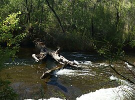 umgestürzter Baum liegt im Collie River