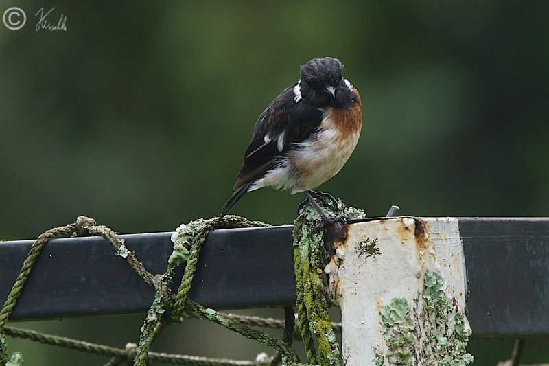 Afrikanisches Schwarzkehlchen (Saxicola torquatus) auf einem Fußballtor