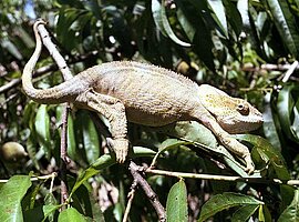 Chamäleon (Calumma brevicornis) im Gebüsch