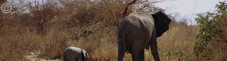 Herde Steppenelefanten (Loxodonta africana) mit Jungtieren überquert die Piste