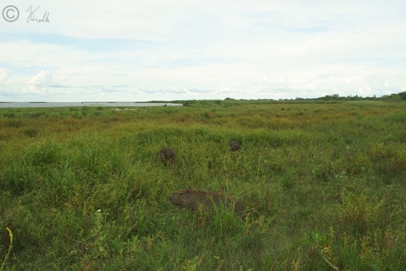 Blick vom Ufer auf Sumpfland mit Wasserschweinen (Hydrochoerus hydrochaeris)