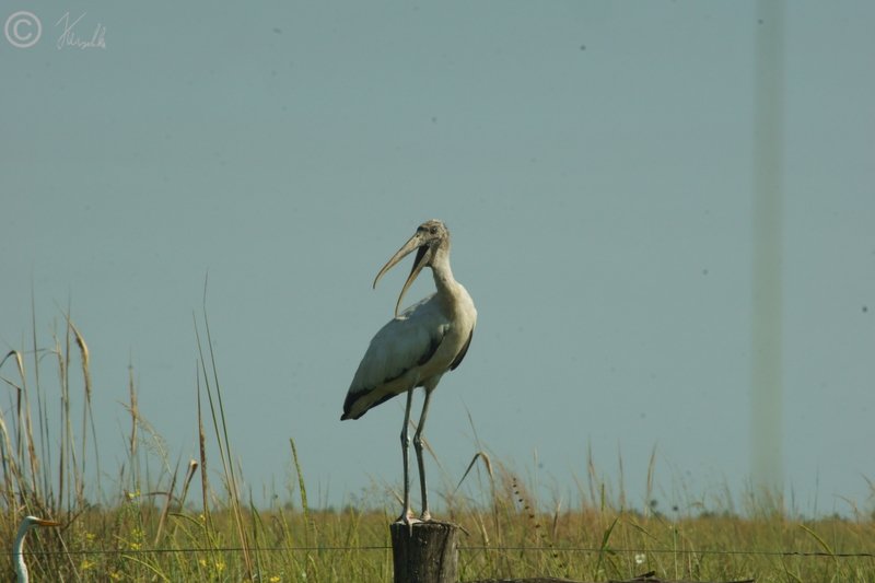 Woodstork (Mycteria americana) steht auf einem Weidepfahl
