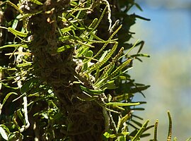 epiphytische Farne (?)