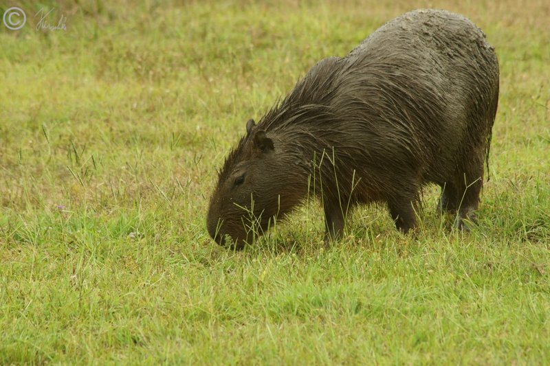 Wasserschwein (Hydrochoerus hydrochaeris) grast auf einer Wiese