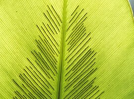 Unterseite eines Wedels vom Vogelnestfarn (Asplenium nidus) mit Sporangien im Gegenlicht