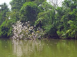 Ufervegetation am Rio Frio mit blühendem Strauch; Caño Negro Wildlife Refuge