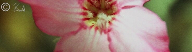 Blüte der Wüstenrose (Adenium obesum)