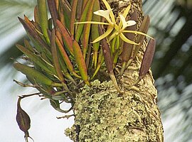 blühende epiphytische Orchidee (Brassavola nodosa) am Stamm einer Kokospalme, Küste