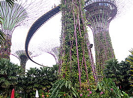 Supertree Grove mit OCBC Skyway