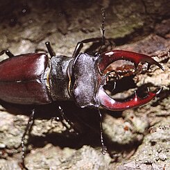 männlicher Hirschkäfer (Lucanus cervus) am Eichenstamm, Alaunwerk