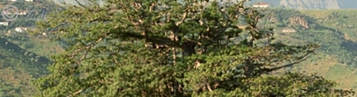 Blick auf den großen Affenbrotbaum (Adansonia digitata)
