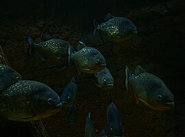 Piranhas im Aquarium zum Amazonas