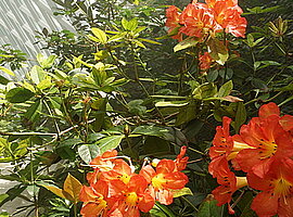 blühende Rhododendren im Cloud Forest Dome bei Benebelung