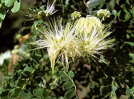 Akazienblüte