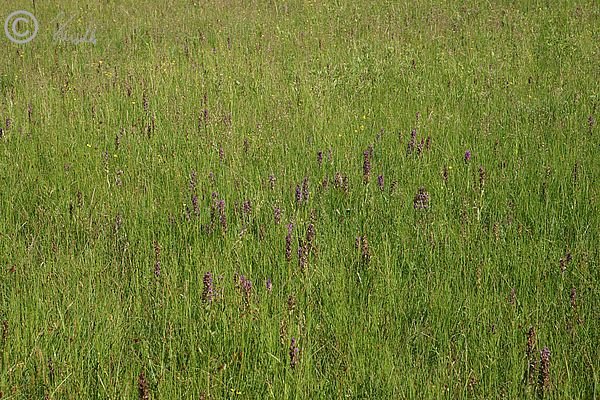 magere Frischwiese mit blühendem Breiblättrigem Knabenkraut (Dactylorhiza majalis)