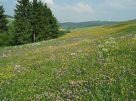 Sommerbl&uuml;haspekt am Bergwiesenhang im Tal an der Riedelstra&szlig;e