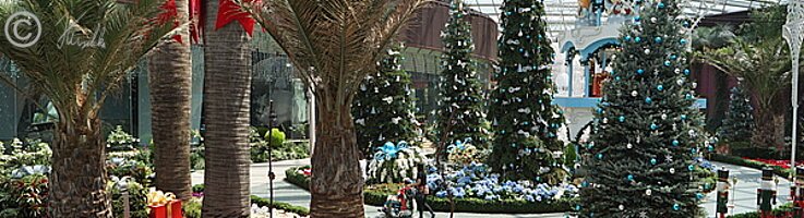 Weihnachtsausstellung mit Palmen im Flower Dome