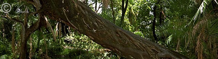 Würgfeige (Ficus spec.) wächst schräg über den Weg