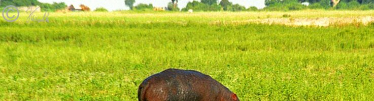 Flußpferd (Hippopotamus amphibius) frißt auf der Sumpfwiese am Chobe River