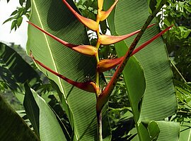 blühende Heleconia bei Carate