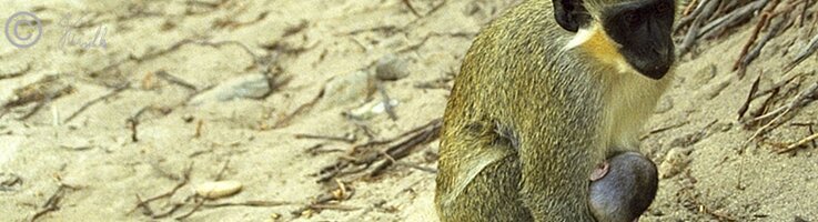 weibliche Grüne Meerkatze (Cercopithecus sabaeus) mit Jungtier am Strand